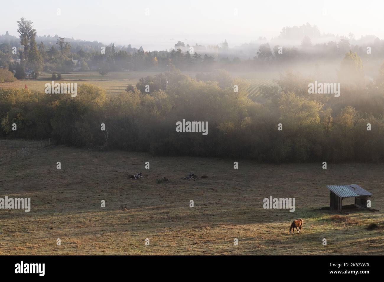 Ein Pferd, das allein auf einem nebligen Feld im ländlichen Sonoma County, Kalifornien, steht. Stockfoto
