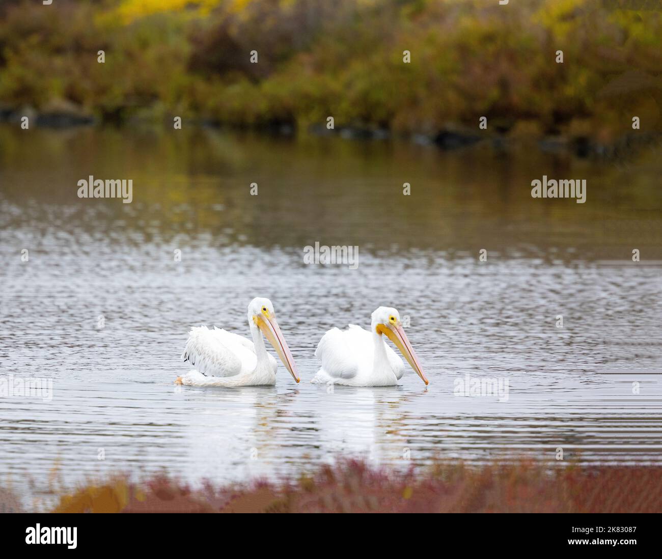 Paar American White Pelicans Stockfoto