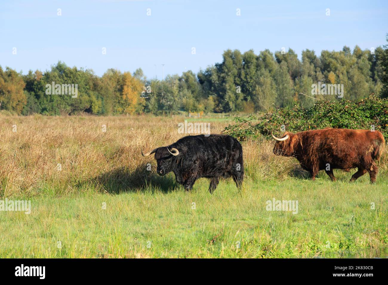Landschaft mit weidenden schwarzen und braunen roten schottischen Highlander-Stieren mit ausgewachsenen Hörnern im Naturschutzgebiet Zaans Rietveld in den niederländischen Muni Stockfoto