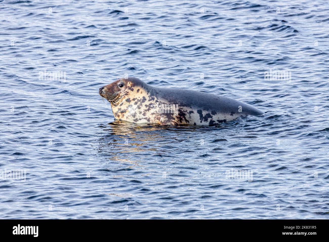 Eine ziemlich muffig aussehende Robbe zog auf einem untergetauchten Felsen, weigerte sich aber, sich für die steigende Flut bei Machrihanish auf der Kintyre Peninsula, Argyll & zu bewegen Stockfoto