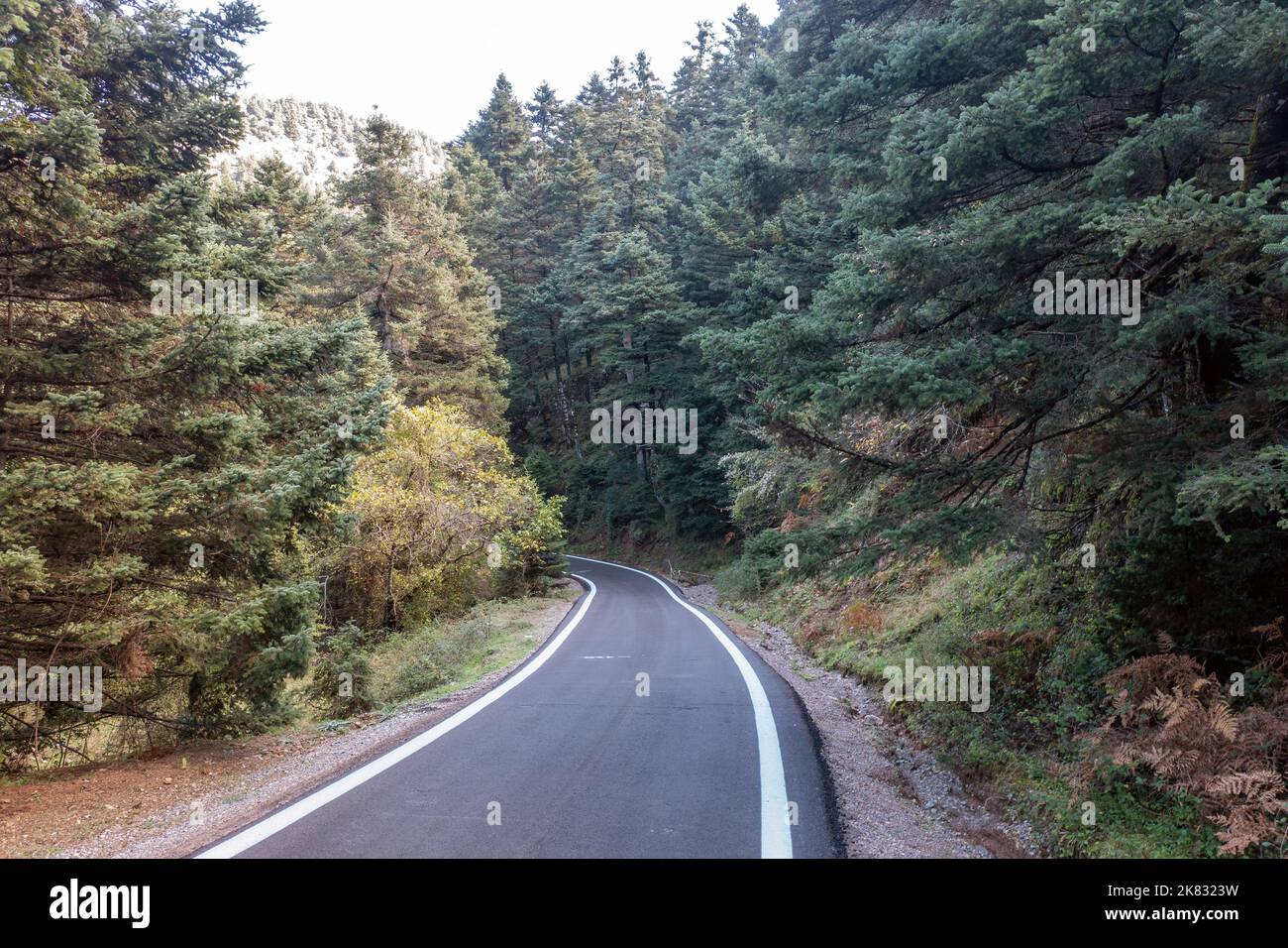 Kurvenreiche Asphaltstraße über Tannenwald. Luftdrohnenansicht, von oben nach unten. Dichter Fichtenwald von oben auf dem Peloponnes, Griechenland Stockfoto