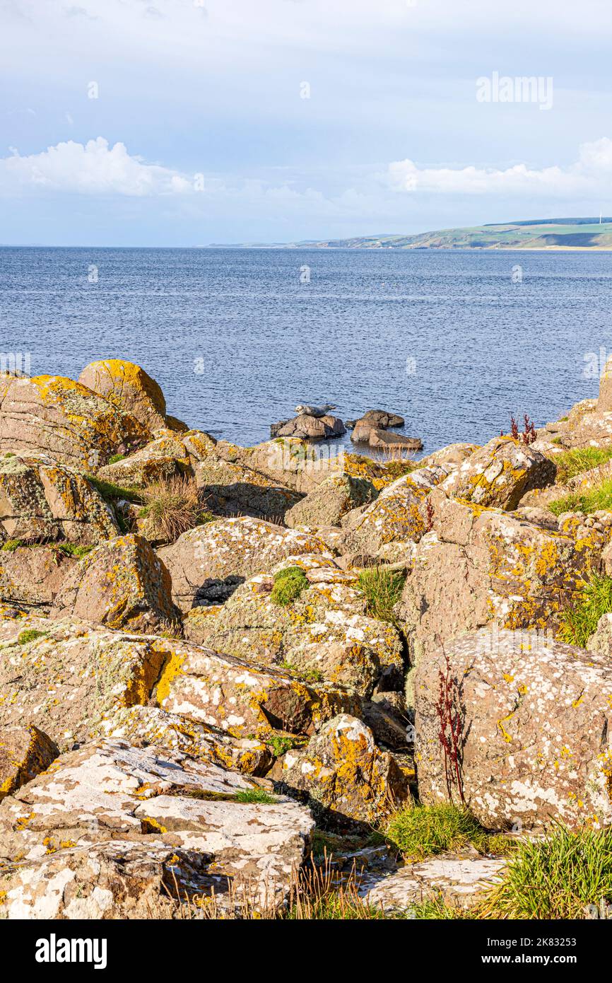 Flechten auf Felsen an der Machrihanish Bay auf der Kintyre Peninsula, Argyll & Bute, Schottland Großbritannien - Beachten Sie die herausgeschobene Robbe. Stockfoto