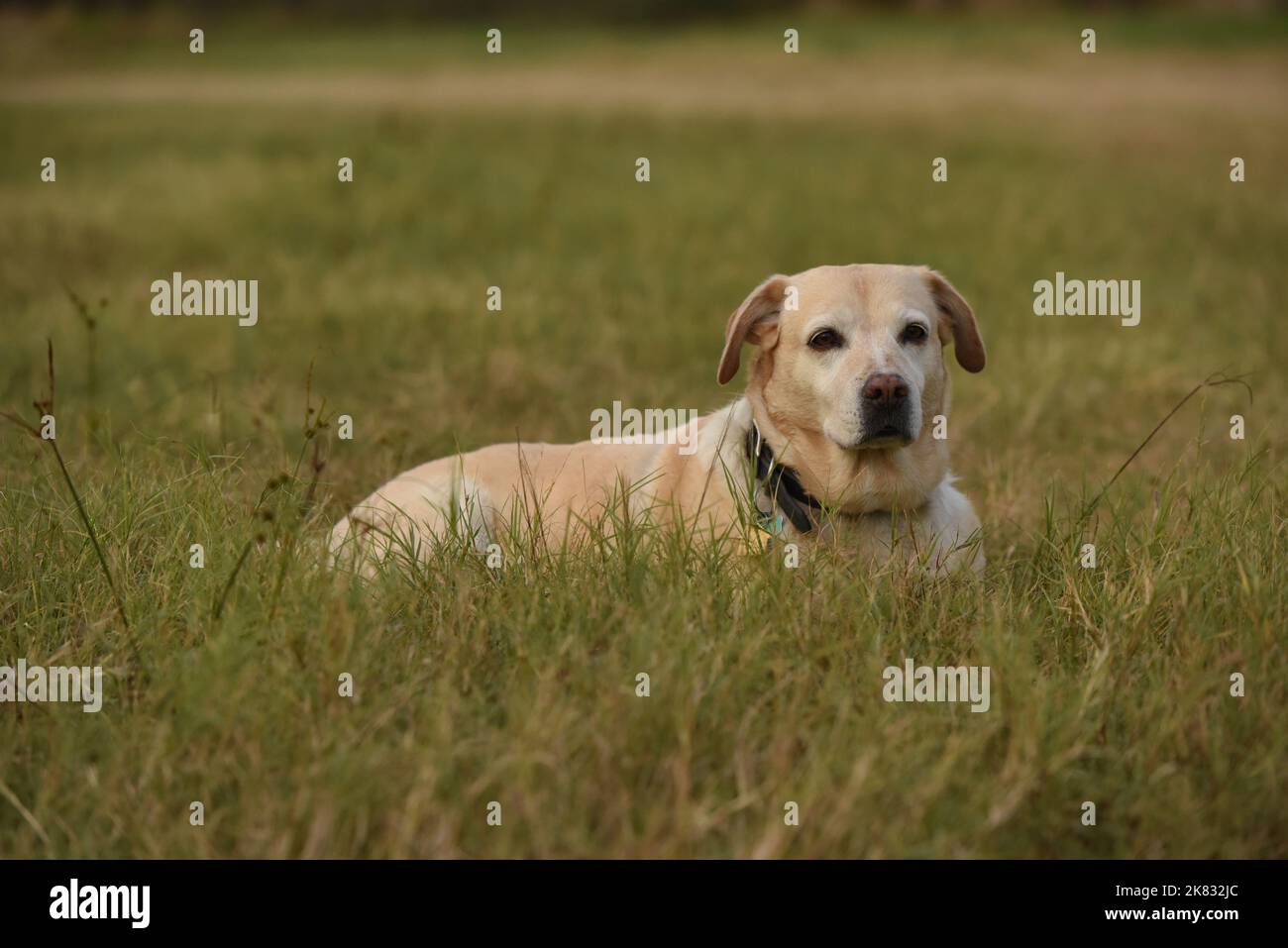 Gelbes Labor, das im Gras liegt Stockfoto