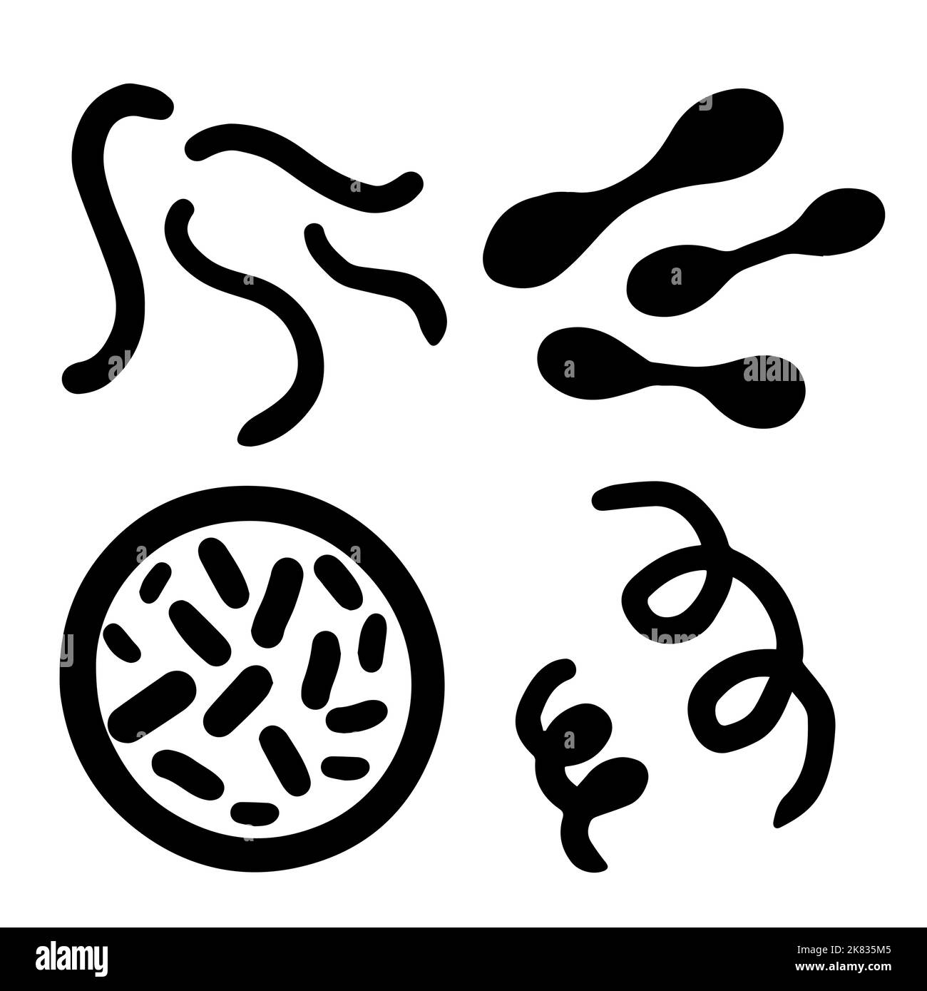 Spirilla bacteria Fotos und Bildmaterial in hoher Auflösung Alamy