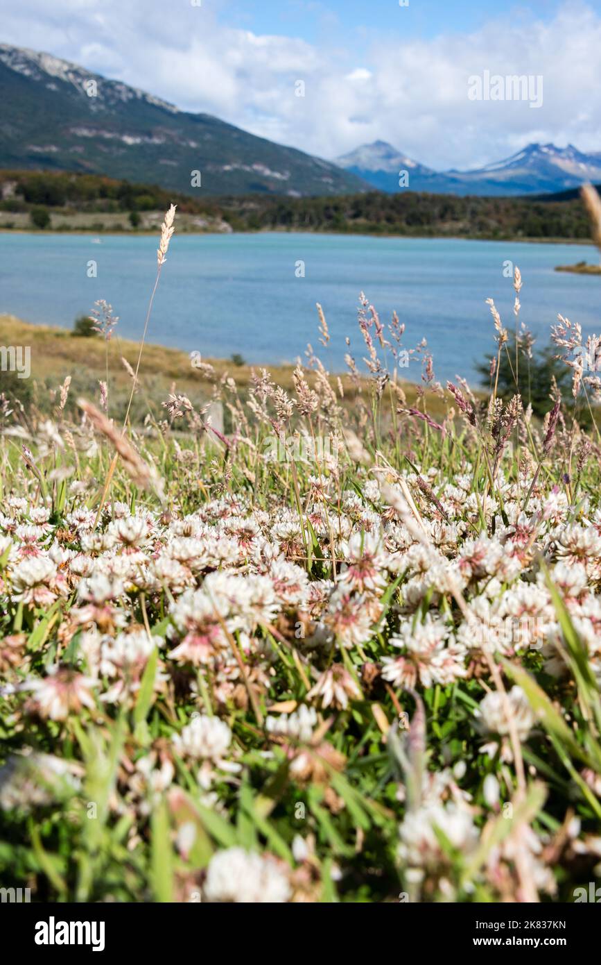 Blumen auf einer Wiese in der Nähe des Flusses Lapataia in Patagonien, Argentinien Stockfoto