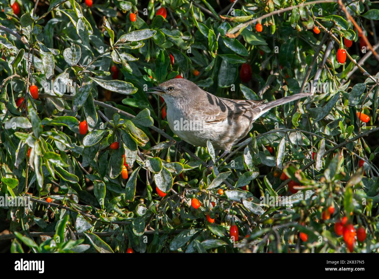 Barred Warbler (Curruca nisoria) juvenile thront in chinesischen Wolfberry, um die roten Beeren während der Migration im Herbst / Herbst, Zeeland, Niederlande zu essen Stockfoto