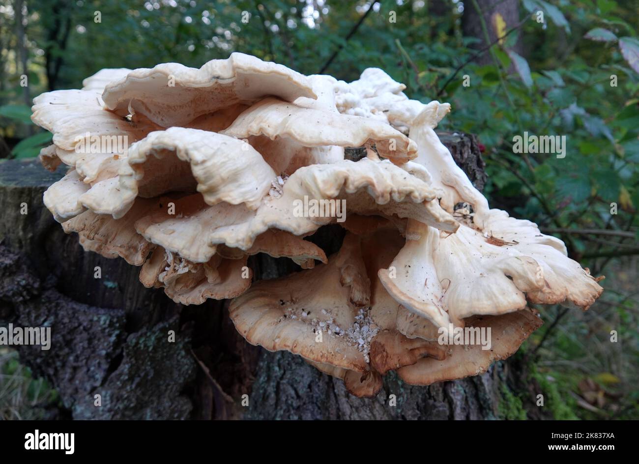 Laetiporus sulfureus, Schwefelpolypore, Schwefel-Schelfeis oder Waldhuhn ist ein essbarer Pilz, wenn er noch gelb und jung ist. Stockfoto