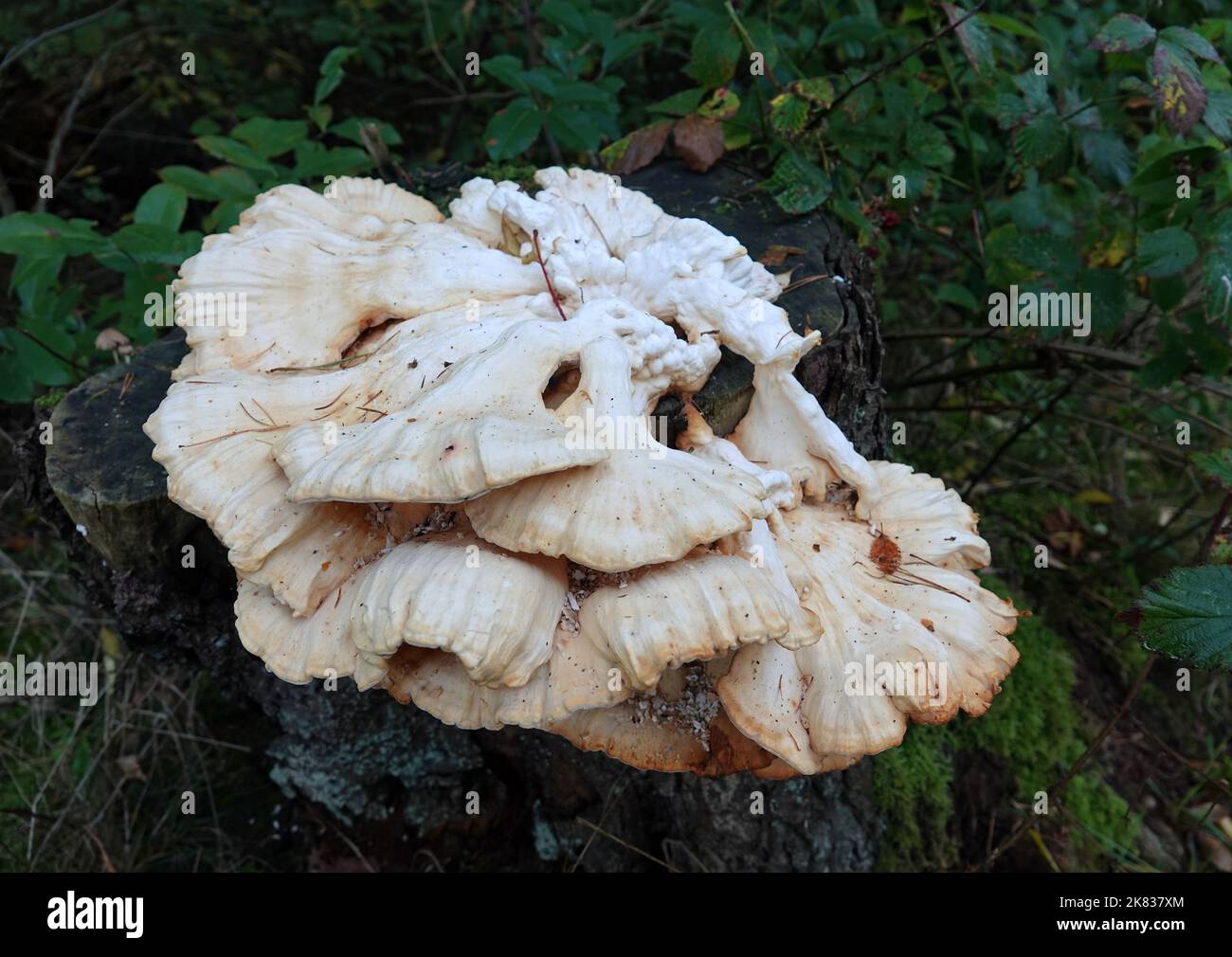 Laetiporus sulfureus, Schwefelpolypore, Schwefel-Schelfeis oder Waldhuhn ist ein essbarer Pilz, wenn er noch gelb und jung ist. Stockfoto