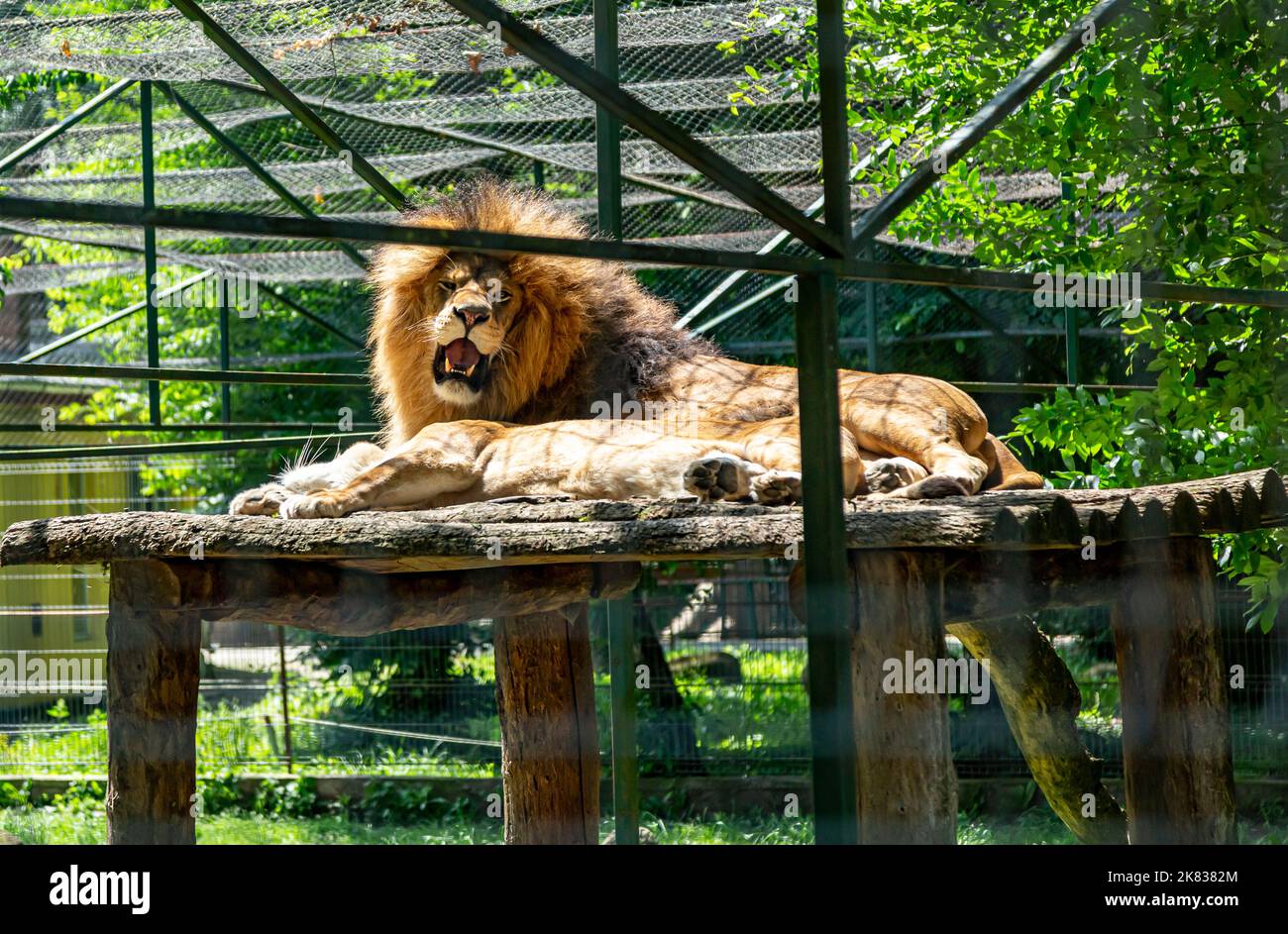 Löwe im Zoo in Targu Mures, Rumänien Stockfoto