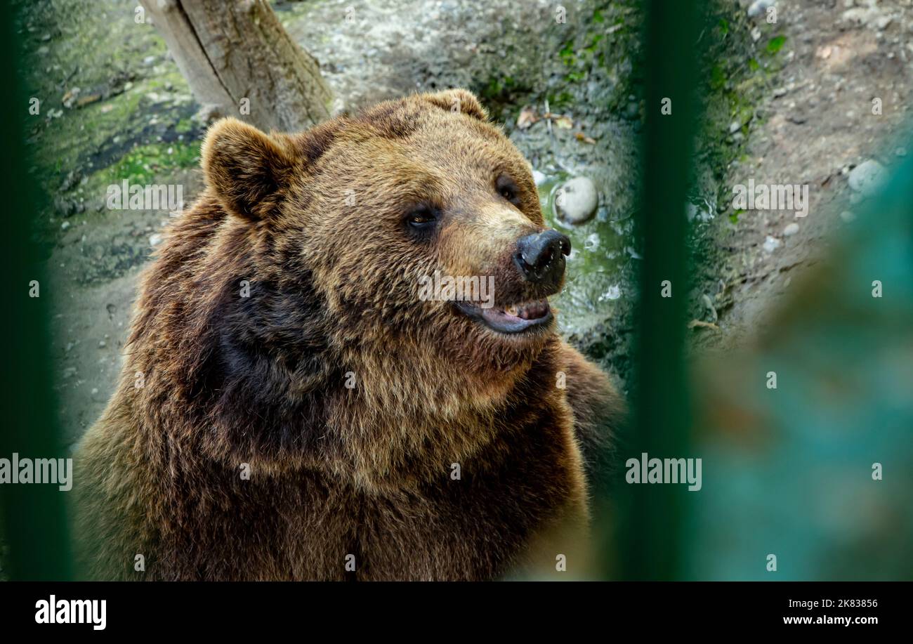 Bär im Zoo in Targu Mures, Rumänien Stockfoto