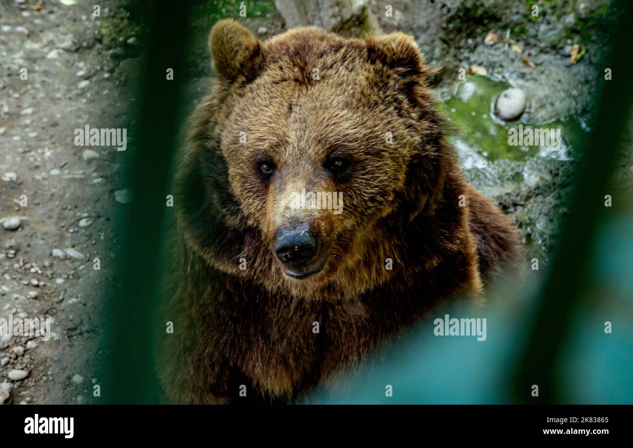 Bär im Zoo in Targu Mures, Rumänien Stockfoto