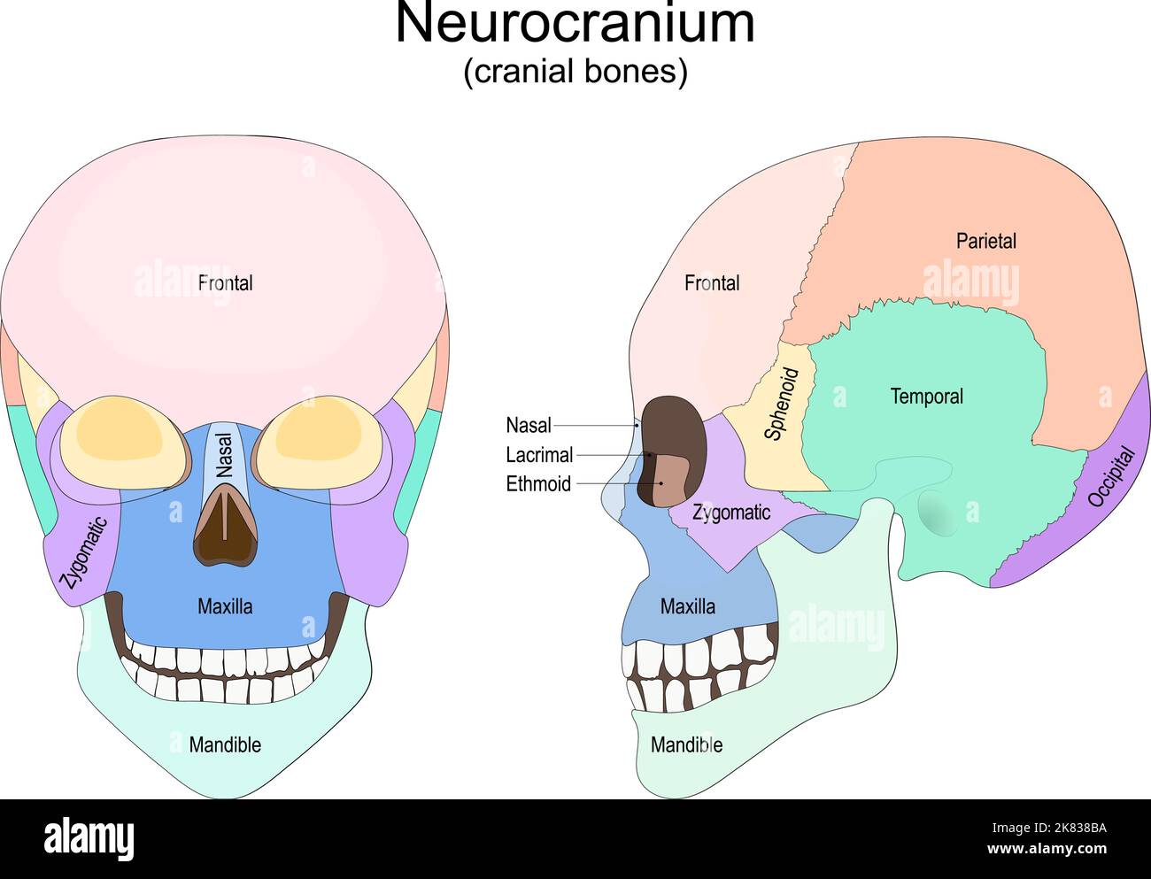 Menschlicher Schädel von vorne und von der Seite. Neurocranium. Schädelknochen. Vektorposter für medizinische Zwecke und Bildungseinrichtungen Stock Vektor