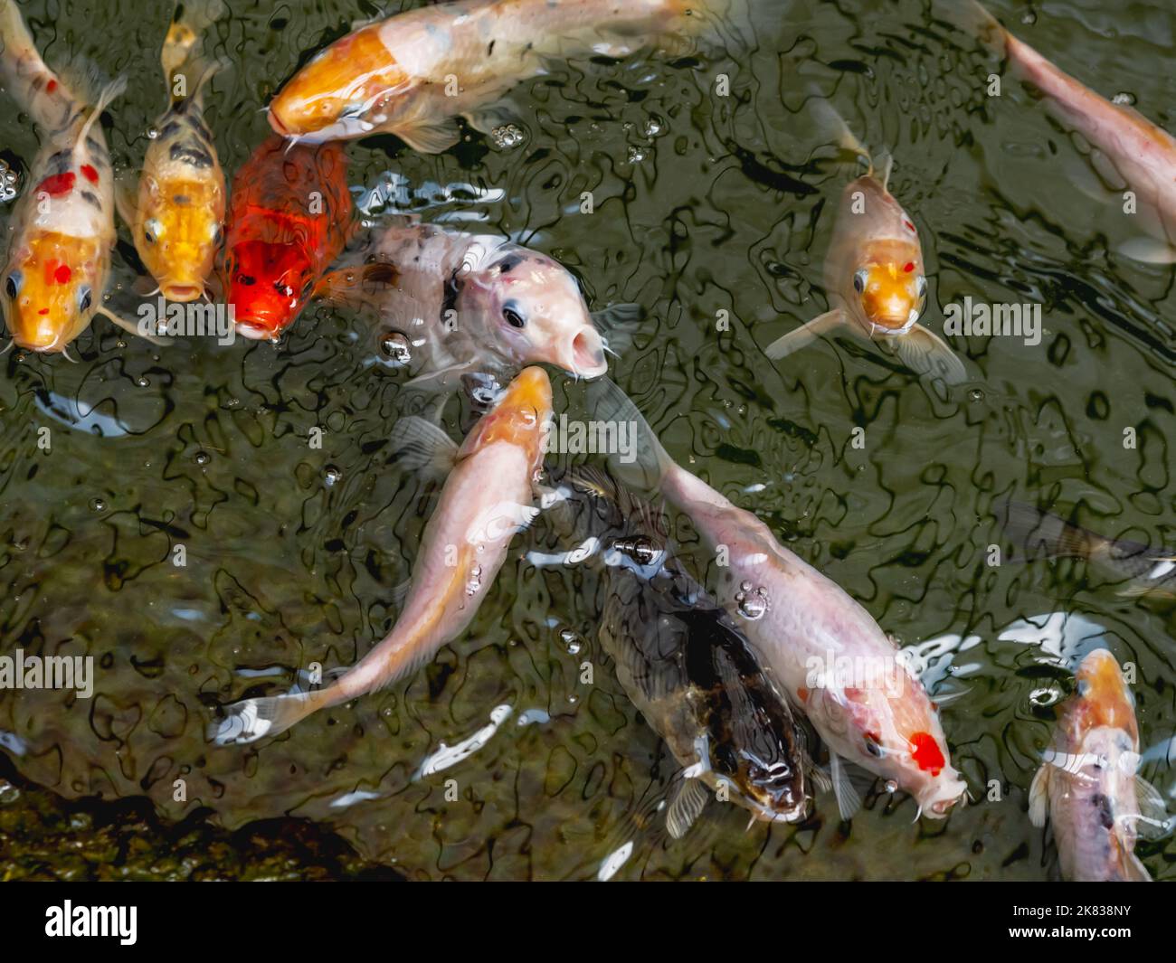 Amurkarpfen oder Cyprinus rubrofuscus, in der Regel Koi oder nishikigoi genannt. Bunte dekorative Fische im Wasser. Stockfoto