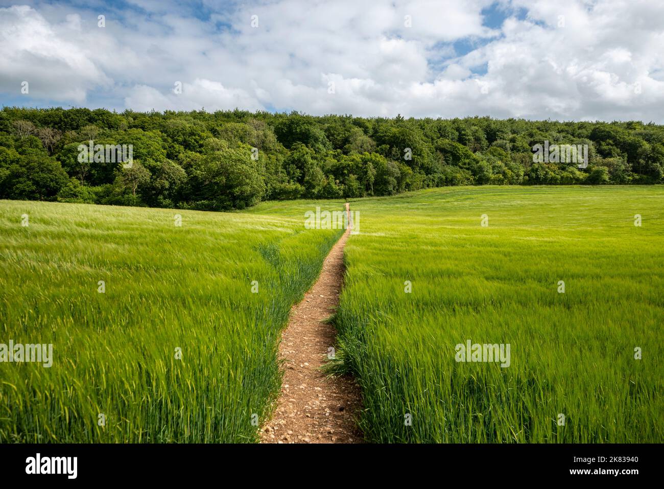 Fußweg durch ein grünes Feld, öffentliches Wegrecht. Stockfoto