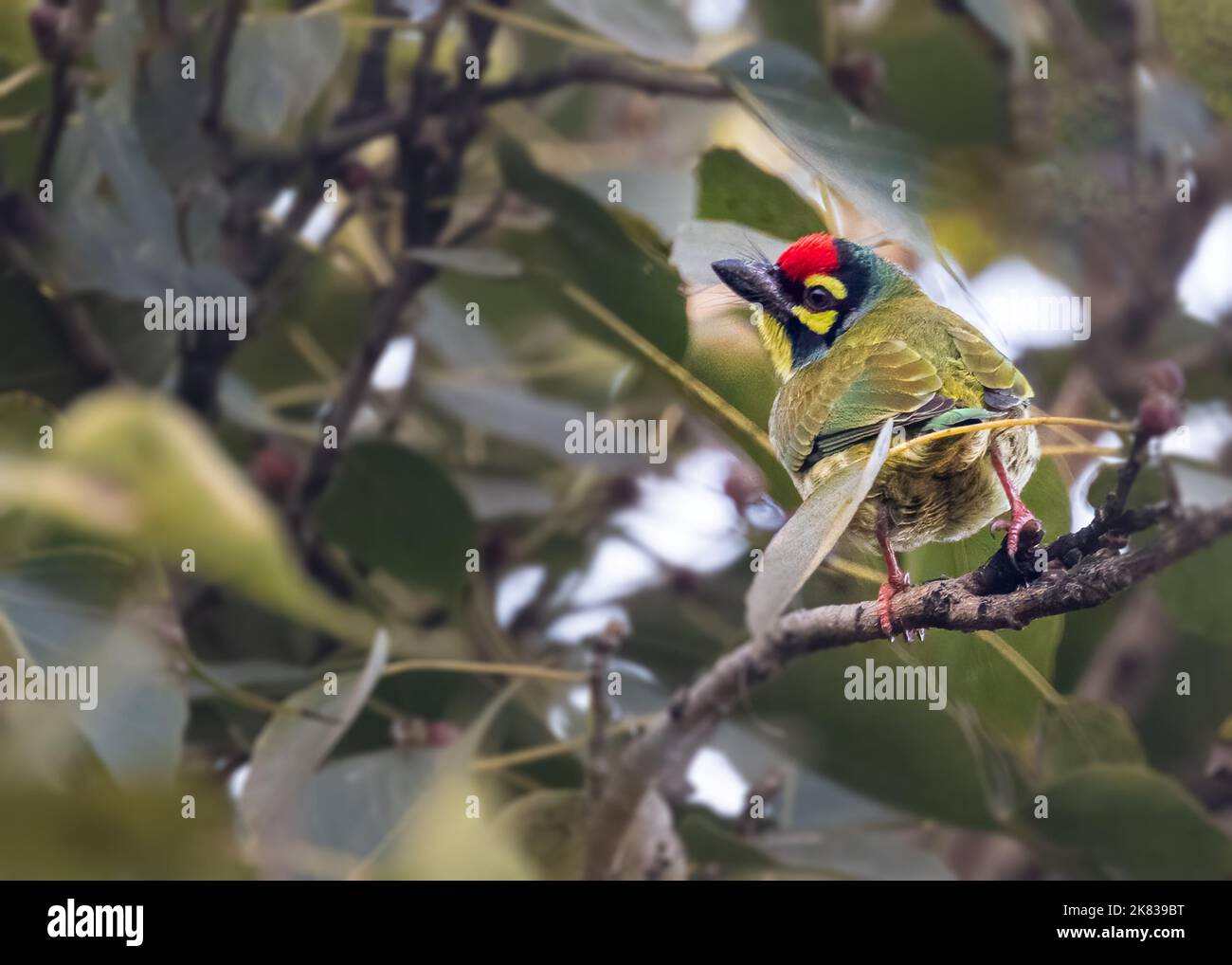 Ein Kupferschmied Barbet blickt von einem Baum zurück Stockfoto