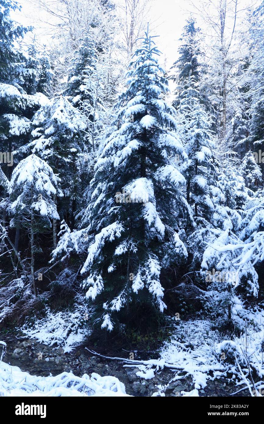 Schneebedeckte Bäume an einem kalten Herbsttag in Deutschland neben einem kleinen Bach in einem Wald in den bayerischen Alpen. Stockfoto