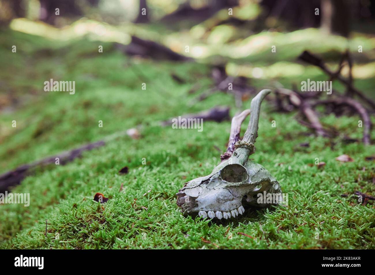 Schädel eines jungen Hirsches im Wald Stockfoto
