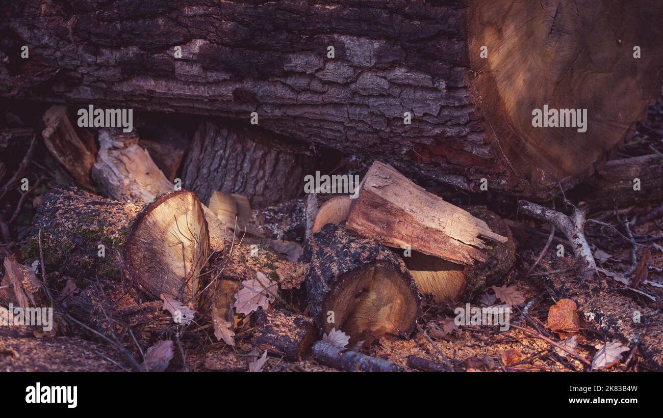 Die herbstliche Textur basiert auf Holzspänen, toten Blättern und Eicheln. Stockfoto