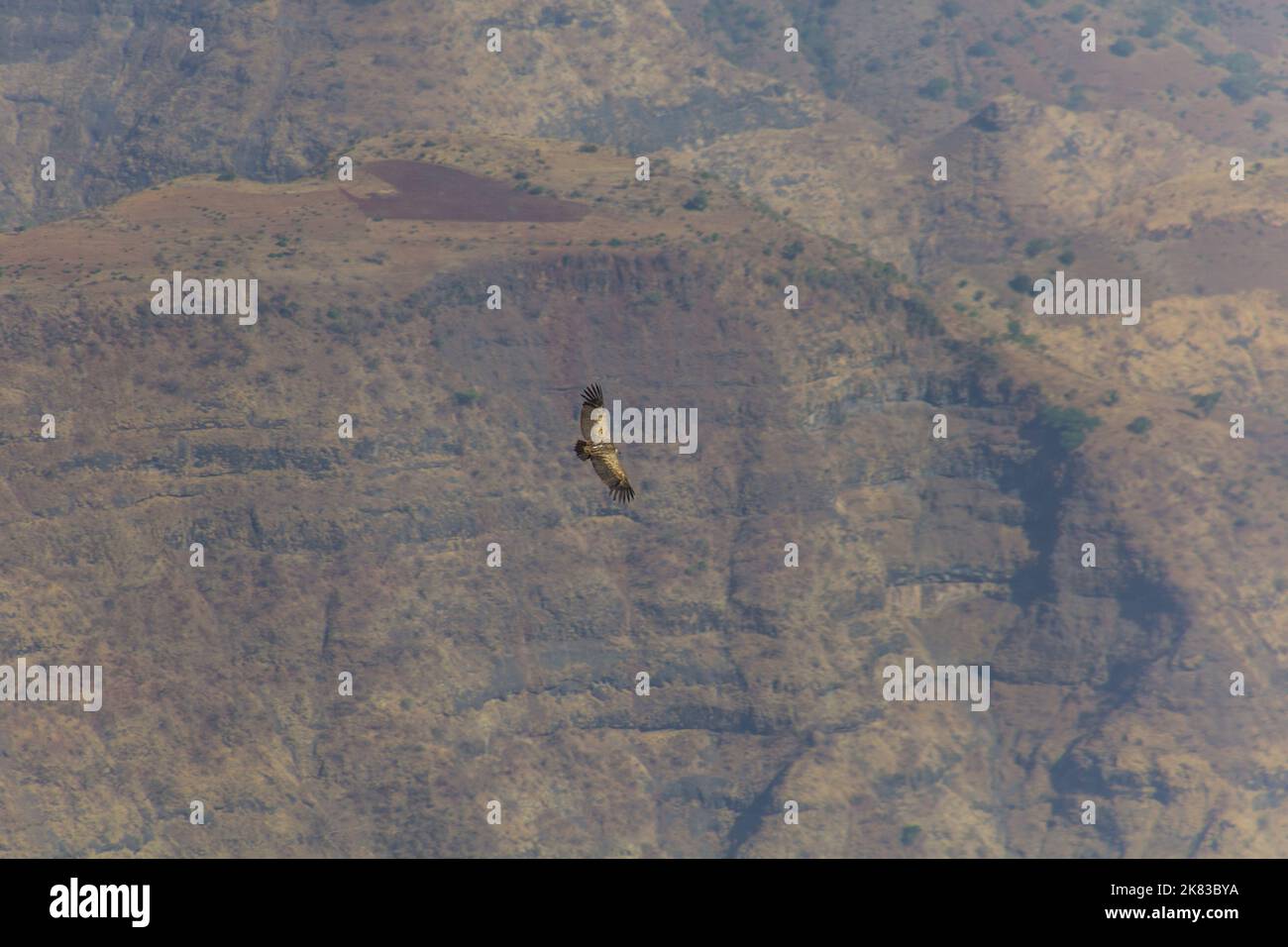Rüppells Geier (Gyps rueppelli) in den Simien-Bergen, Äthiopien Stockfoto