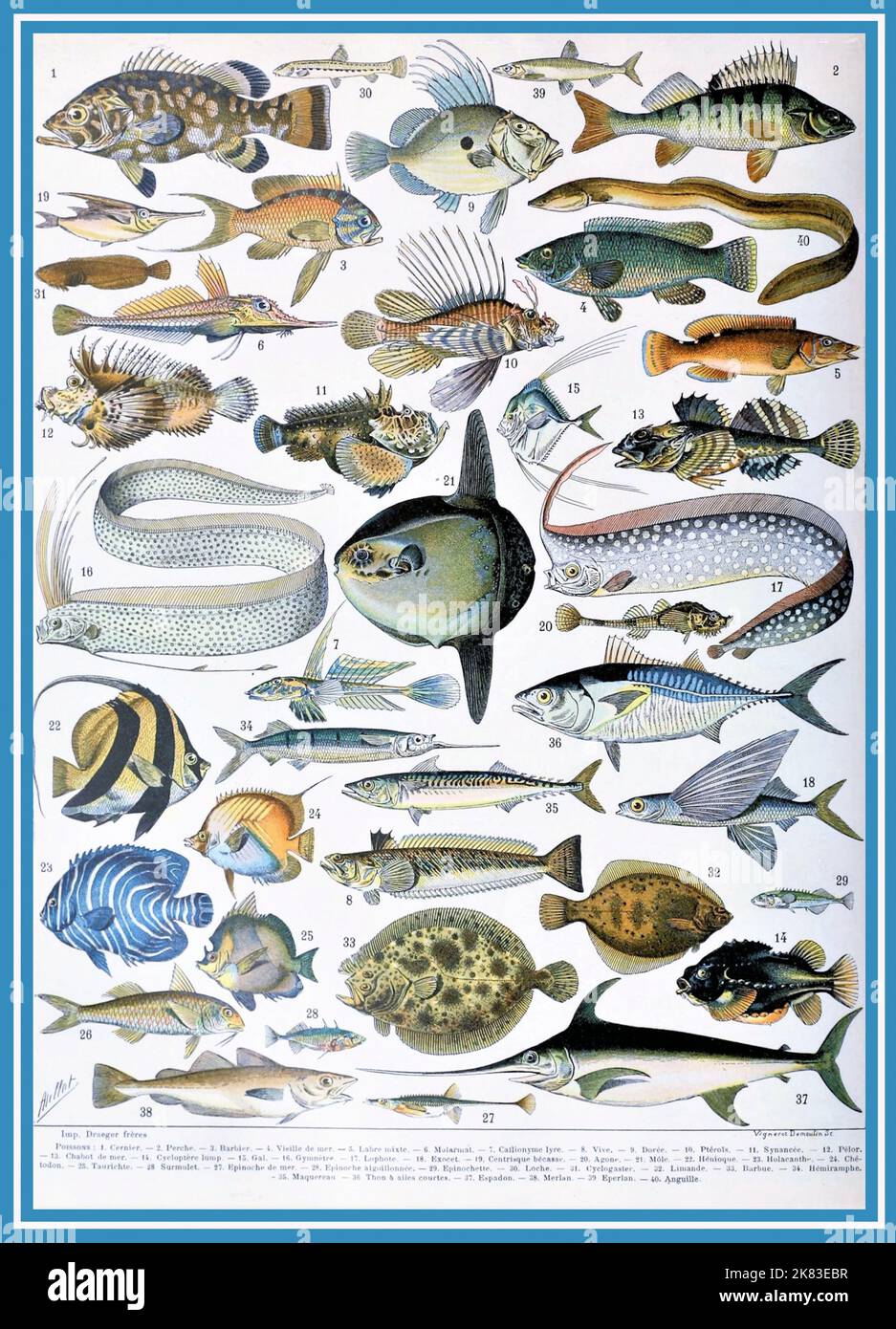 Adolphe Philippe Millot - Fischkarte Stockfoto