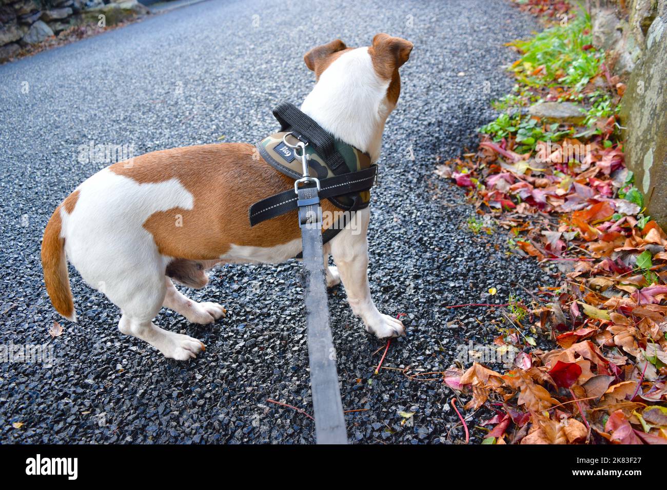 Hund Jack Russell beim Spaziergang im Autumn Park. Stockfoto