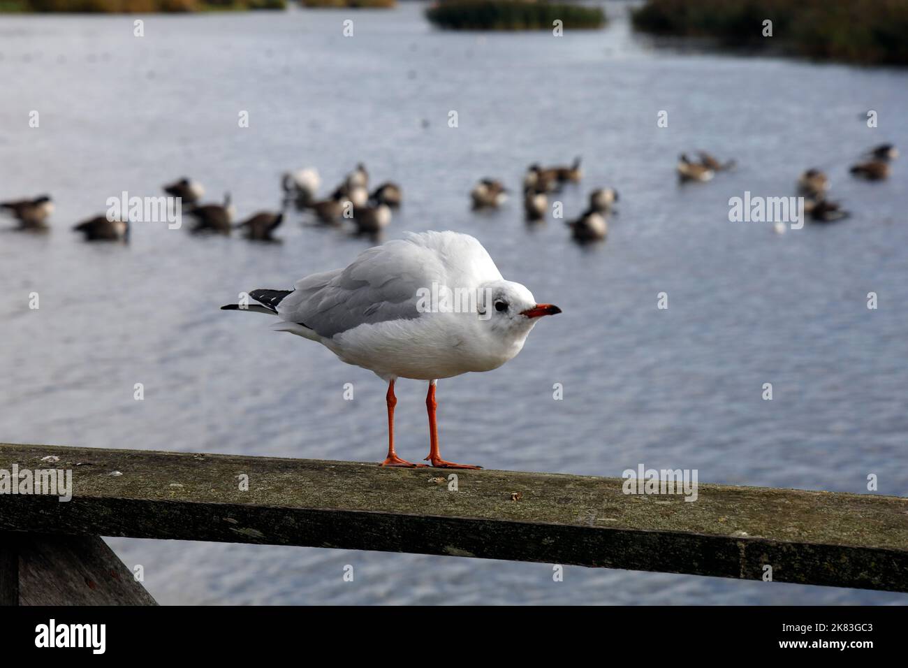 Schwarzkopfmöwe im Wintergefieder, Cardiff Bay Wetland Nature Reserve, Cardiff Bay. Oktober 2022. Chroicocephalus ridibundus.Erwachsener Wintergefieder. Stockfoto