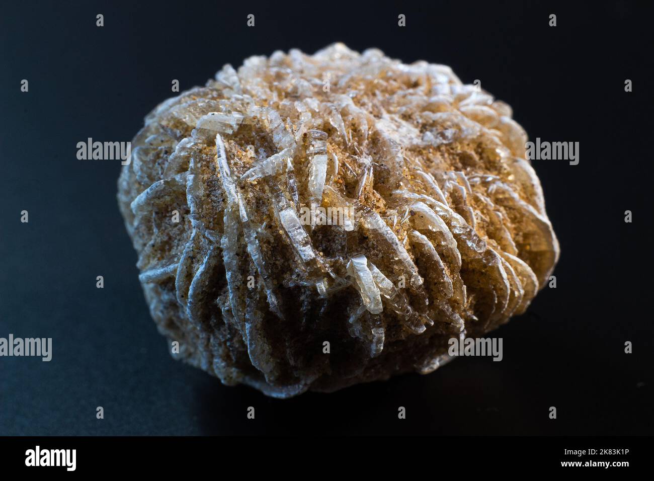 Wüstenrose, Steinrose Gipskristall Cluster auf schwarzer Oberfläche Stockfoto