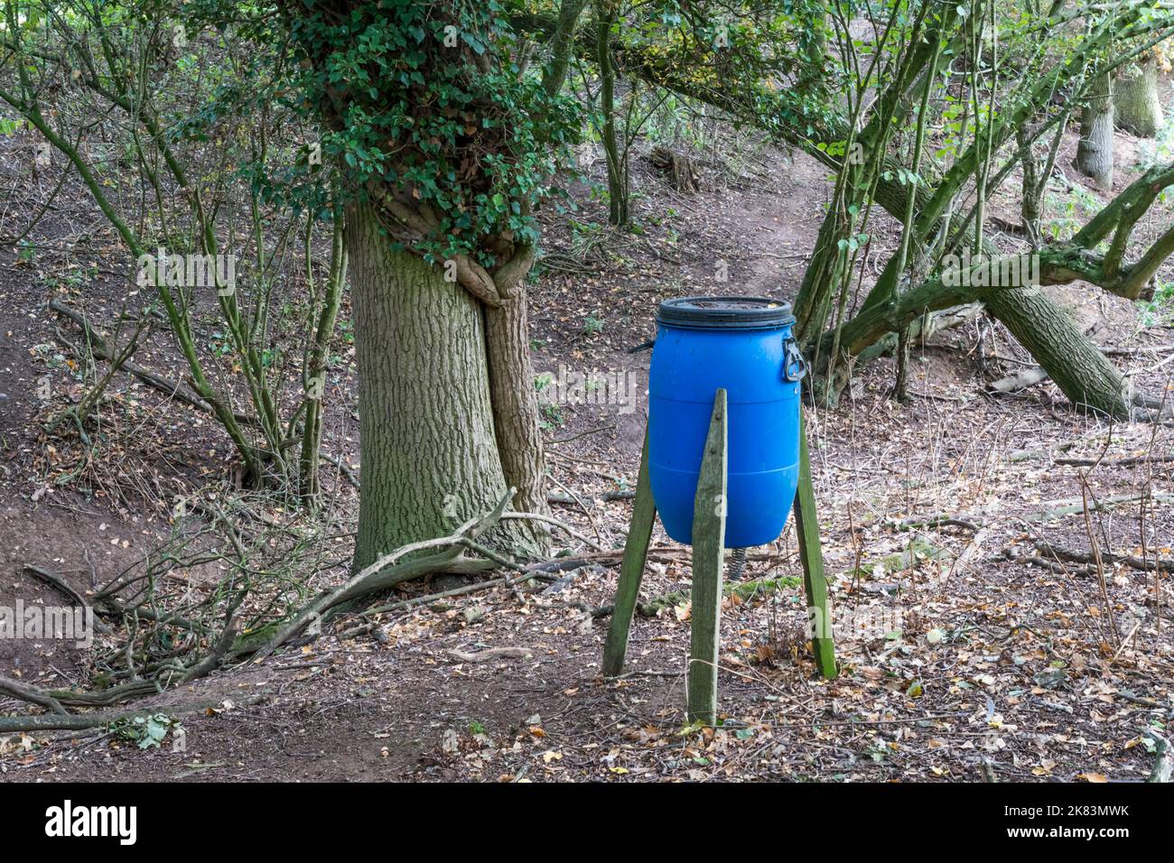 Wildvogelfutterhäuschen für Phaasane am Rande des Waldes von Essex. Stockfoto