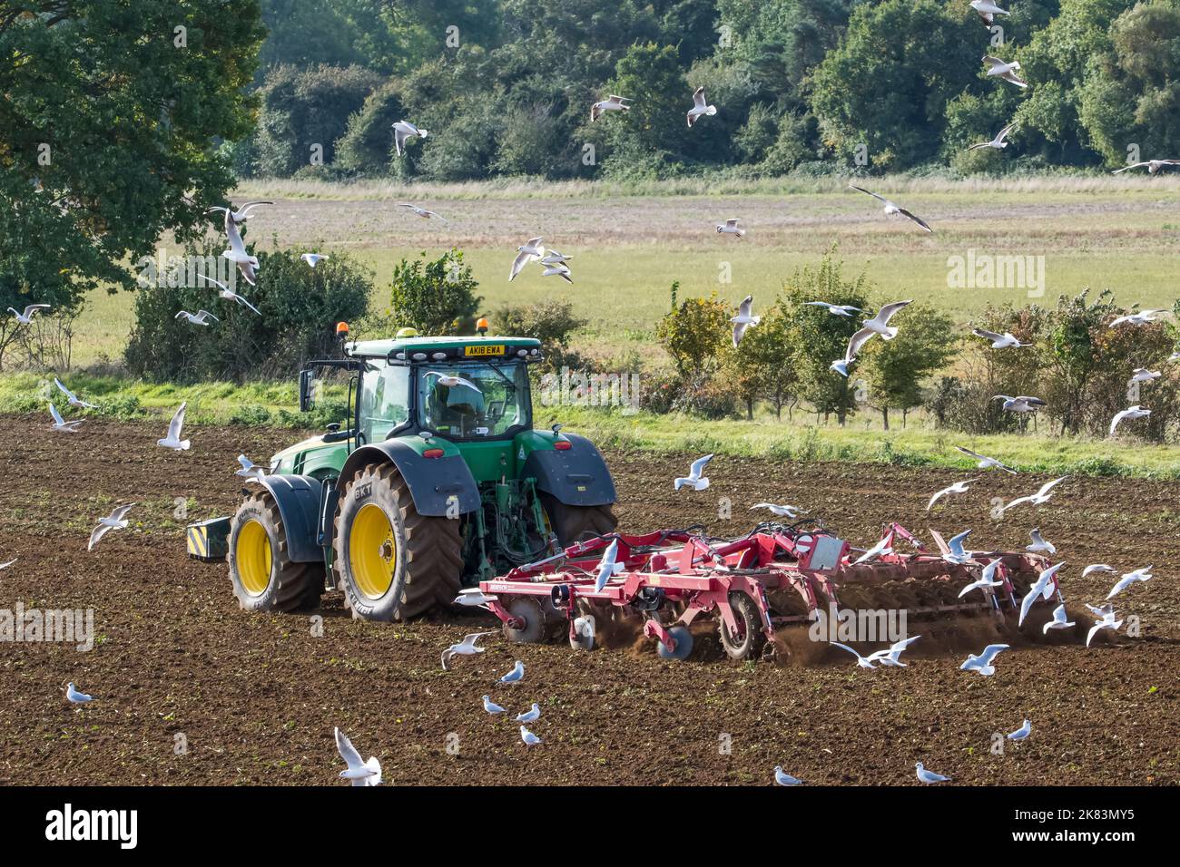 Schwarzkopfmöwen im Herbst/Winter Gefieder nach einem John Deere Traktor, der einen Horsch Tiger MT Kultivator auf einer Ackerbaufarm von Norfolk zieht. Stockfoto