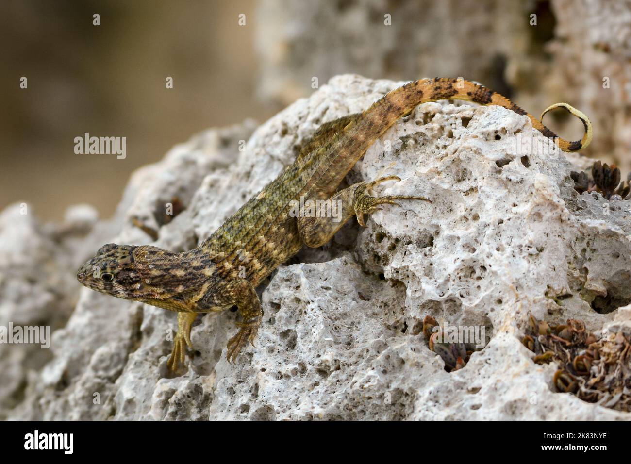 Eine Schwanzeidechse, die auf einigen Lavagesteinen etwas kubanische Sonne bekommt. Stockfoto