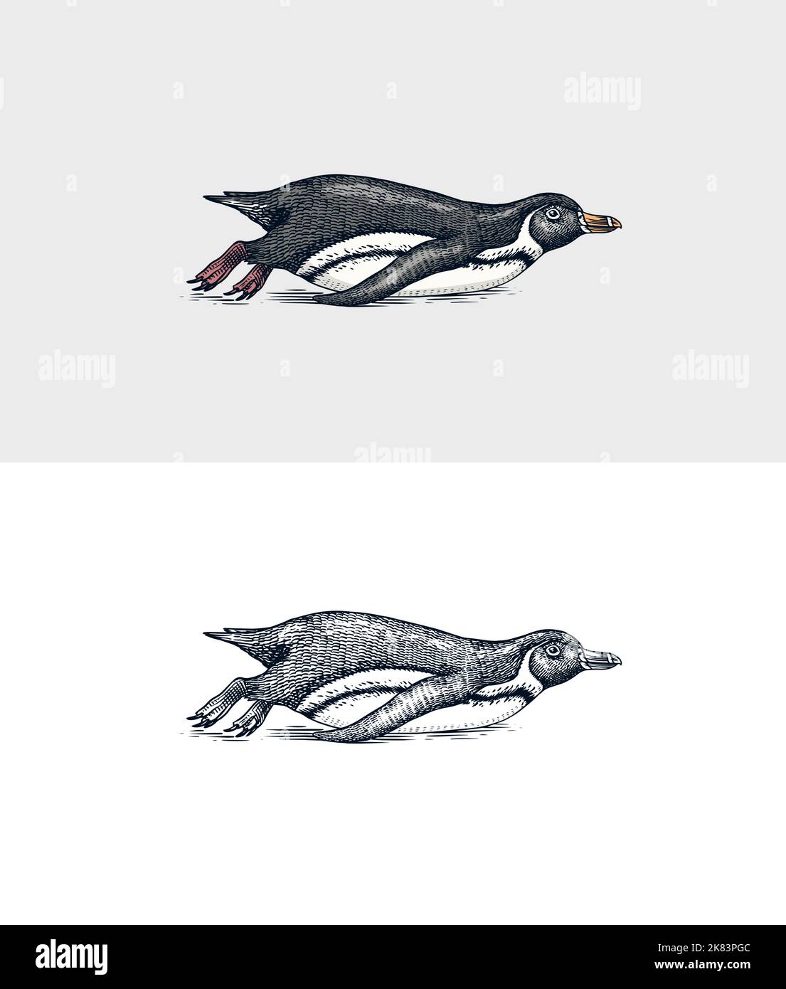 Afrikanische Pinguinroden. Magellanic Humboldt Galapagos Küken schwimmen oder tauchen. Niedliches kleines Tier. Vektorgrafiken Schwarz-Weiß-Zeichnung. Hand Stock Vektor