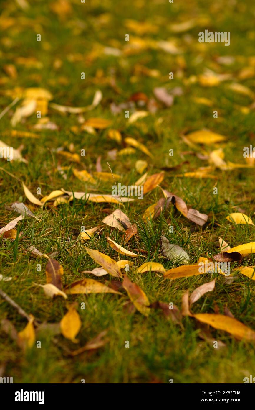 Herbstlaub auf Wiese. Von oben grüner Rasen mit verblassten Blättern an sonnigen Tagen im Herbstpark. Stockfoto