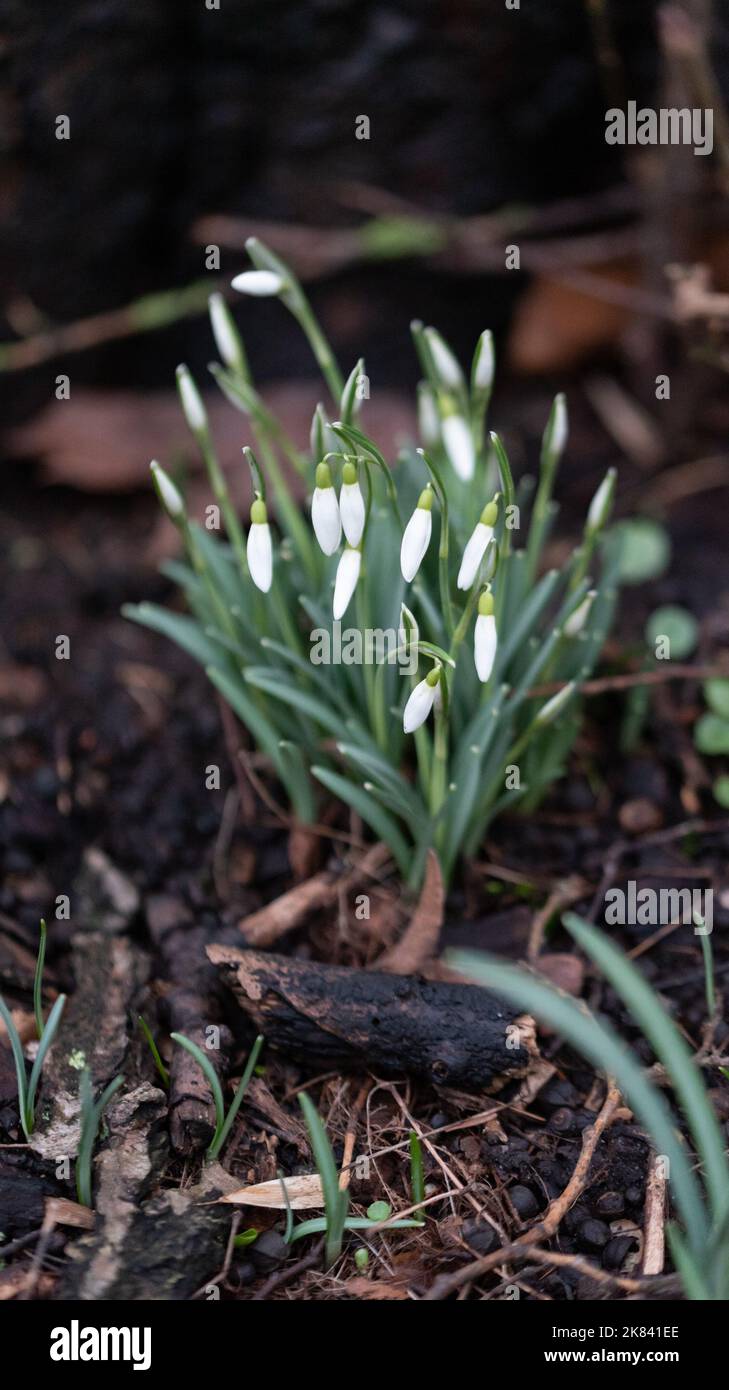 Blühende Schneeglöckchen im Frühling. Die ersten Blüten, Zeichen des Frühlings. Weiße Blüten, Schneeglöckchen gegen den feuchten Boden. Stockfoto