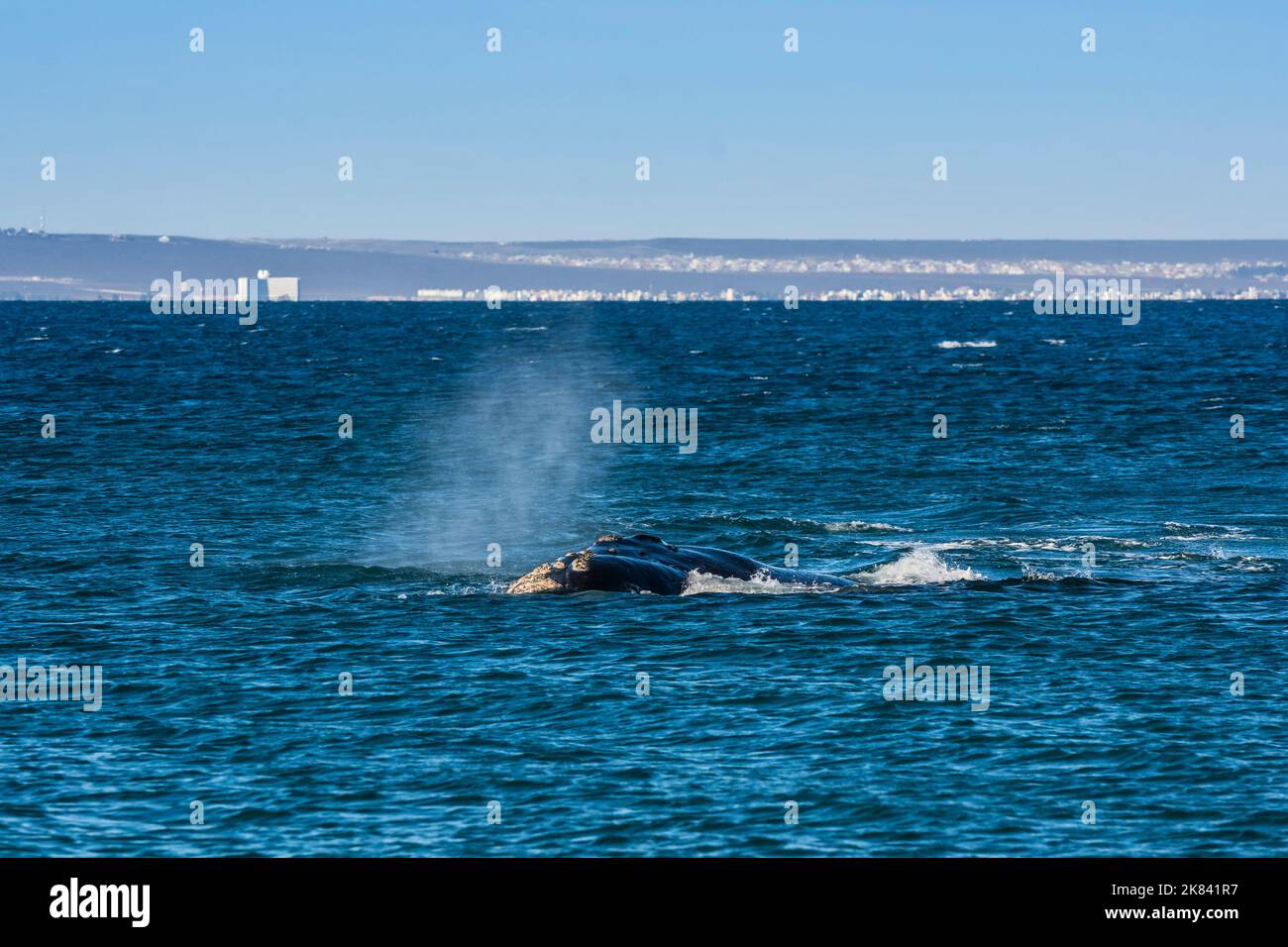 Sohutern Right Whale lob Tailing, gefährdete Arten, Peninsula Valdes, Patagonien, Argentinien Stockfoto