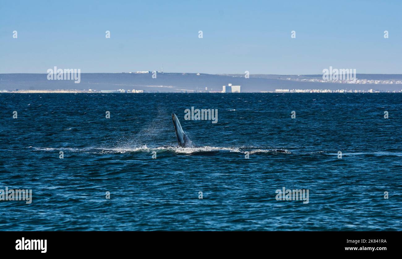 Sohutern Right Whale lob Tailing, gefährdete Arten, Peninsula Valdes, Patagonien, Argentinien Stockfoto