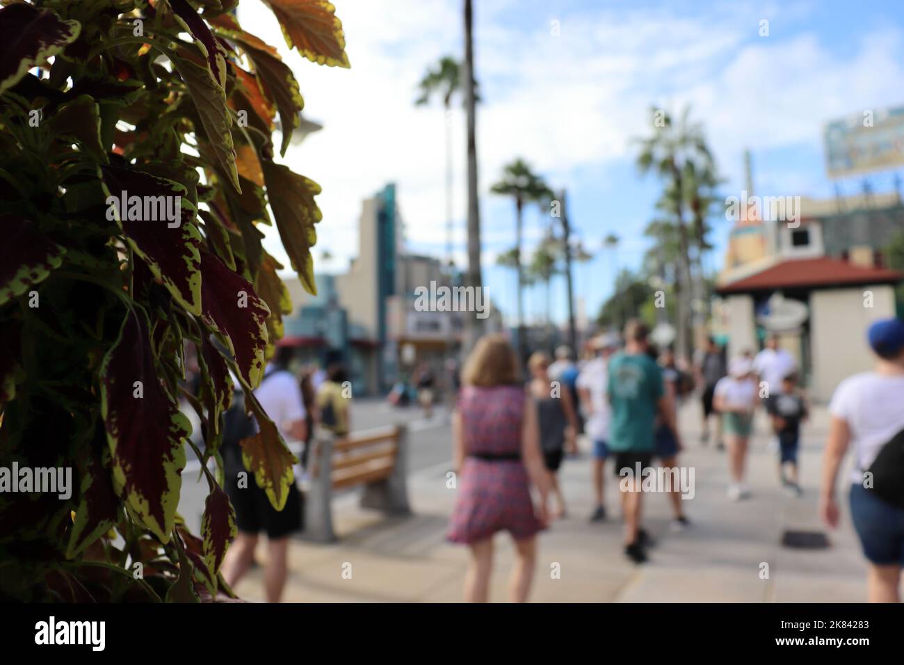 Pflanzen mit verschwommenem Hintergrund auf einer befahrenen Straße (Walt Disney), Stockfoto Stockfoto