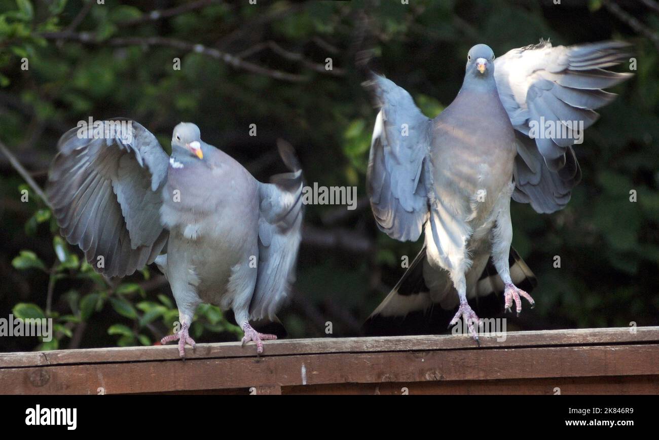 HOLZTAUBEN ZEIGEN UND GEHEN DURCH IHRE TANZROUTINE AUF EINEM GARTENZAUN IN PORTCHESTER, HANTS PIC MIKE WALKER 2015 Stockfoto