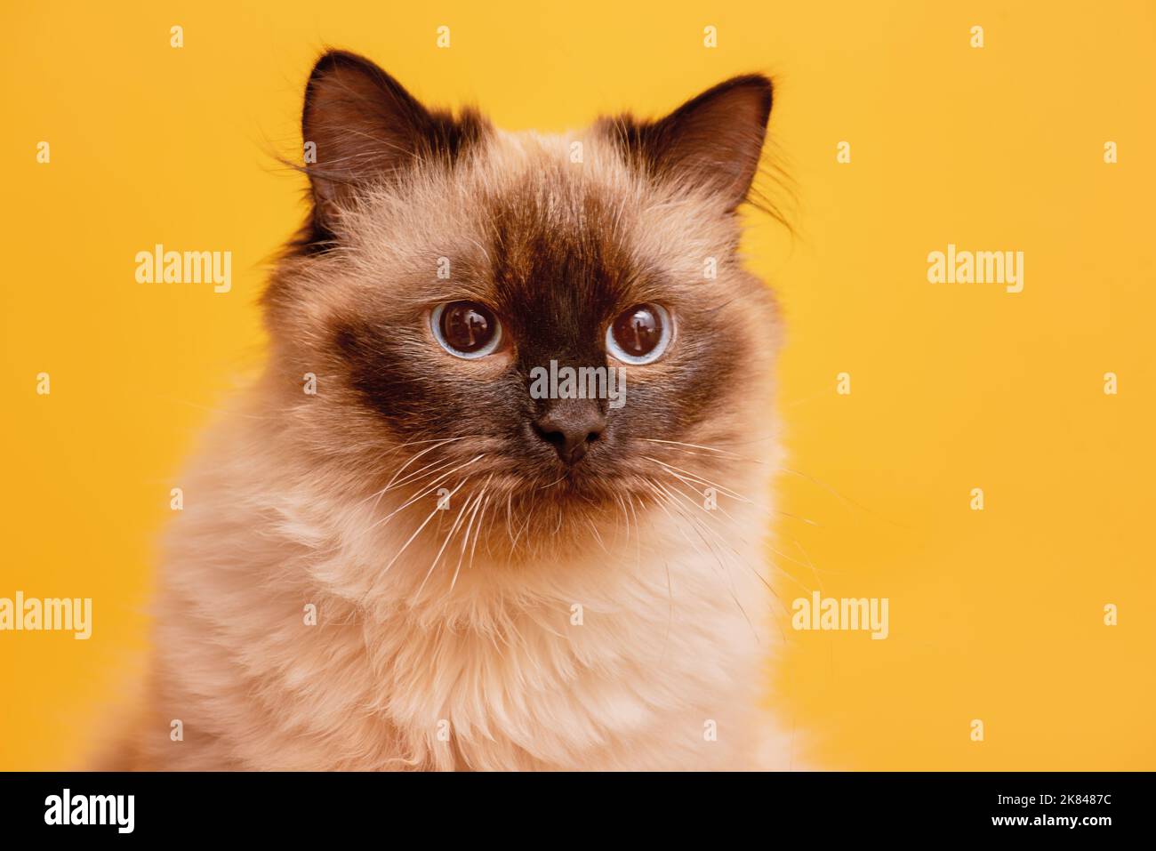 Farbe Punkt Färbung Katze auf einem gelben Hintergrund. Nevsky Maskerade Katzenportrait. Stockfoto