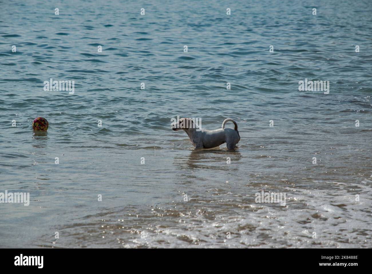 Junge Hündin Jack Russell Terrier spielt am Sandstrand des Meeres Stockfoto