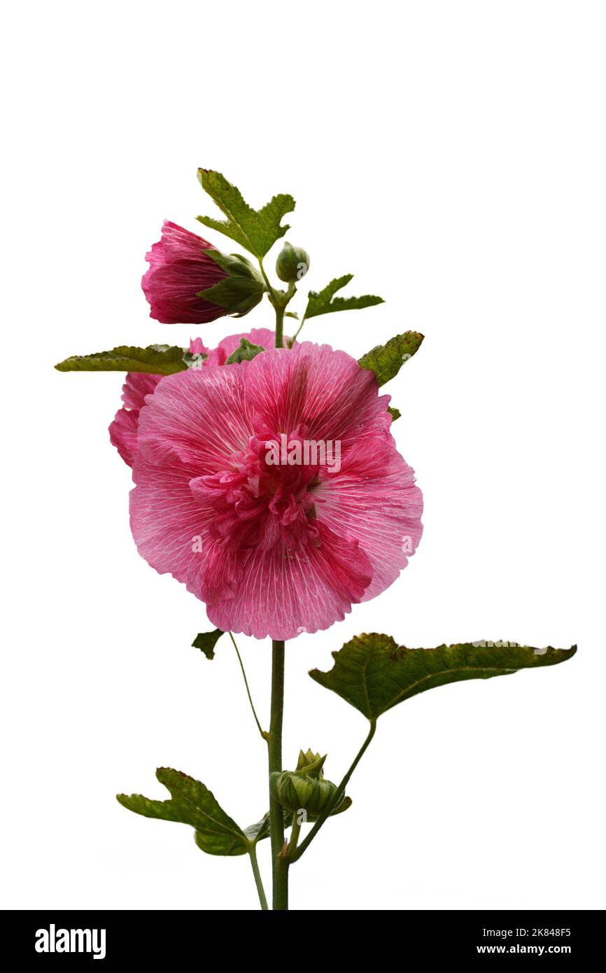 Rosa Hollyhock isoliert auf weißem Hintergrund Stockfoto