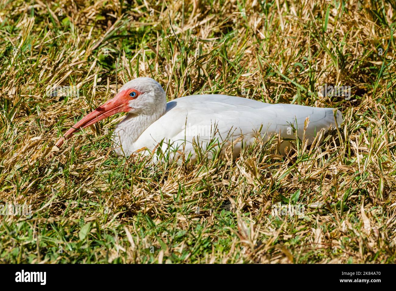 Nahaufnahme eines weißen Ibis, der in der frühen Nachmittagssonne im Audubon Park, New Orleans, Louisiana, USA, ruht Stockfoto