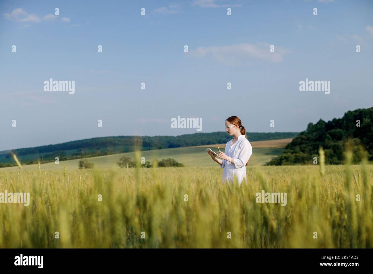 Eine Umweltwissenschaftlerin in einem weißen Mantel in einem grünen Feld mit unreifen Maisähren und die Aufzeichnung von Daten auf einem Tablet-Gerät. Forscherin, Biologin, unterwegs im Feld. Stockfoto
