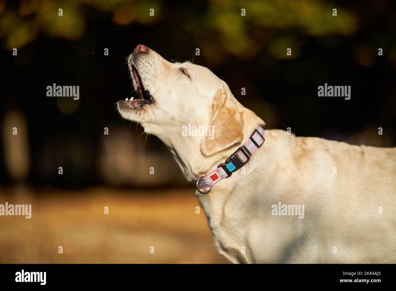 Großer schöner weißer Hund Labrador beim Wandern im Herbstpark Stockfoto