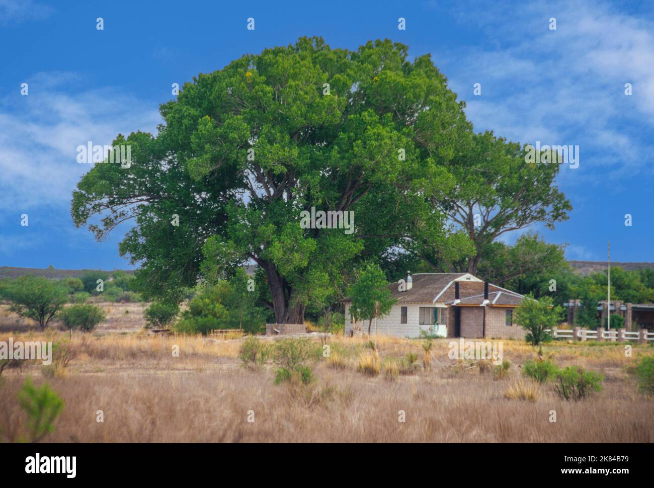 Fremont Cottonwood Baum, 47 Jahre alt. Arizona. Populus fremontii Stockfoto