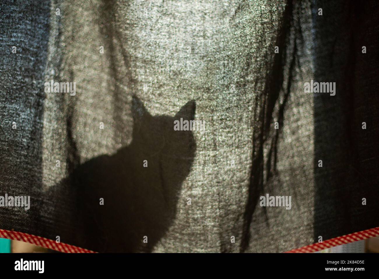 Silhouette einer Katze hinter dem Vorhang. Katze am Morgen am Fenster. Details zur Innenausstattung. Haustier versteckt sich hinter Vorhang . Stockfoto