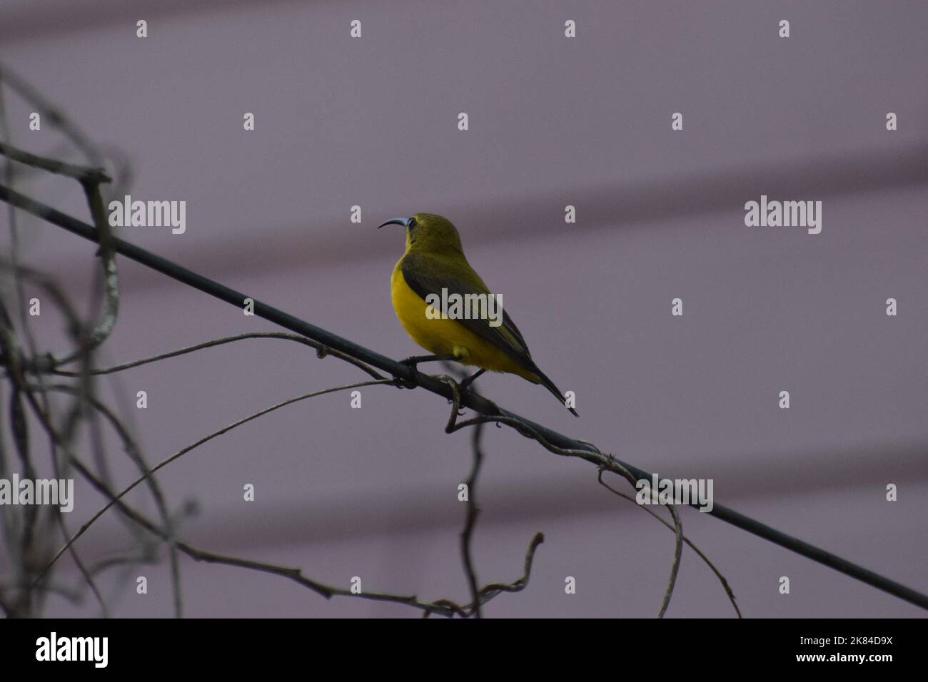 Sunbird mit Olivenrückenfarbe und Gelbbauchigen Stockfoto
