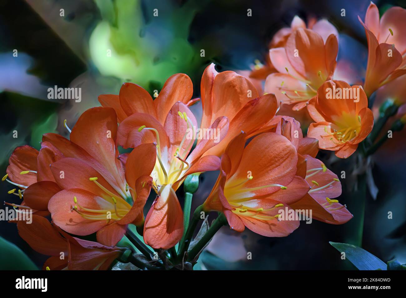 Orangefarbene Buschlilie in einem botanischen Garten Stockfoto