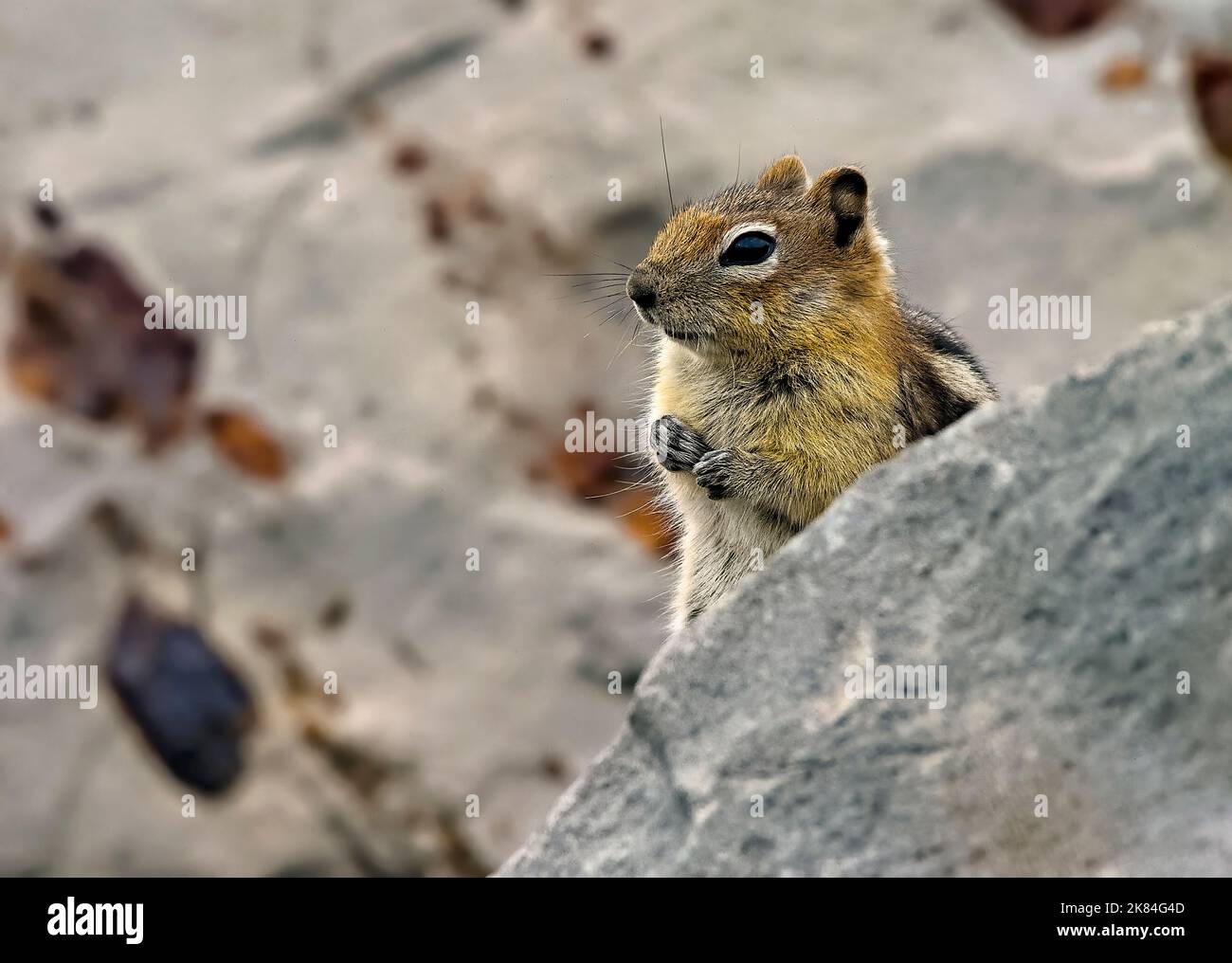 Ein goldgelbtes Erdhörnchen, Callospermophilus lateralis, blickt hinter einem großen Felsen hinaus, um eine bessere Sicht auf seine Umgebung zu erhalten. Stockfoto