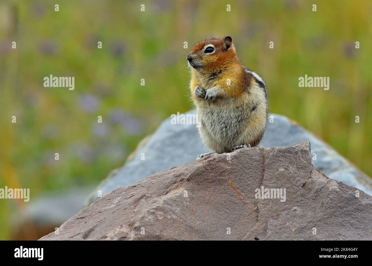 Ein goldgelbtes Erdhörnchen, Callospermophilus lateralis, das auf einem großen Felsen sitzt, um eine bessere Sicht auf seine Umgebung zu erhalten. Stockfoto
