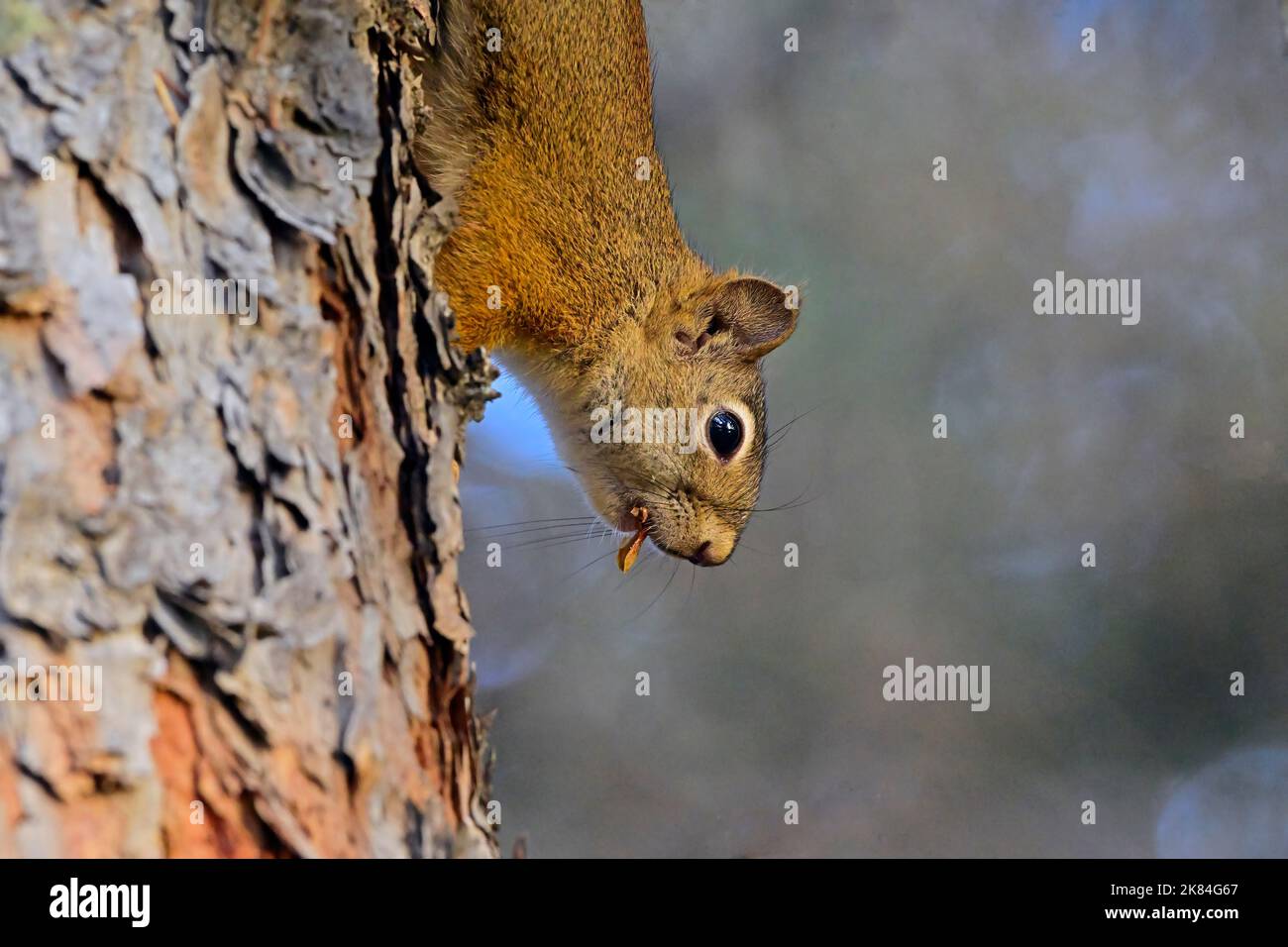 Ein rotes Eichhörnchen ' Tamiasciurus hudsonicus', das in seinem Waldhabitat im ländlichen Alberta Kanada einen Fichtenstamm hinunterklettert. Stockfoto